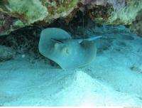 red sea bluespotted ribbontail ray Taeniura lymma 1